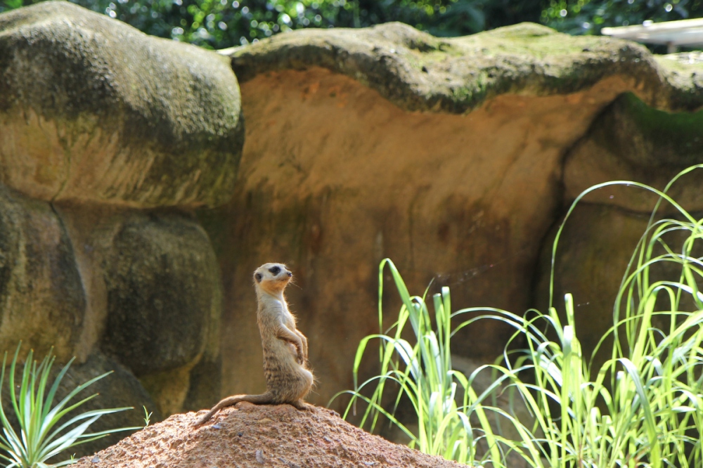 The Wonderful World of Philly's Wildlife