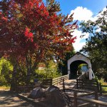 이글 포인트의 하늘 높이 나는 스캐번저너츠 스캐빈저 헌트 카드 이미지