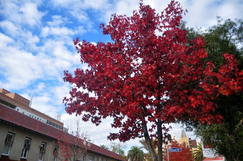 Curtin University Quest: From Domes to Cyclops 