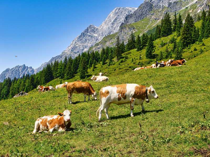The Sound of Music: City Serenade Search