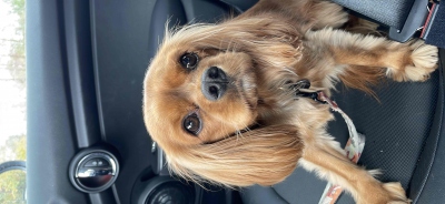 Cary Scavenger Hunt Csapatfotó