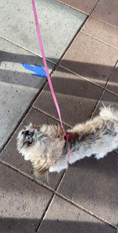 Mesa Scavenger Hunt Team Photo